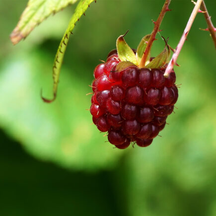 Raspberry ketone