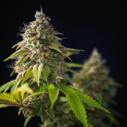 fleur de cannabis CBD